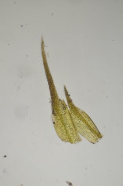 Trematodon asanoi, photographed by Randal