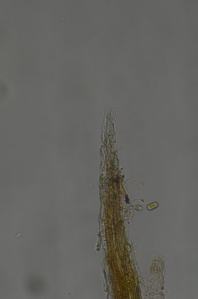 Trematodon asanoi, photographed by Randal