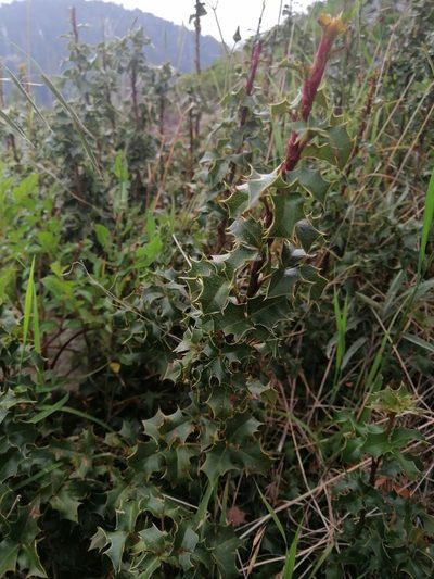 Berberis alpina, photographed by Erick Vélez Sánchez