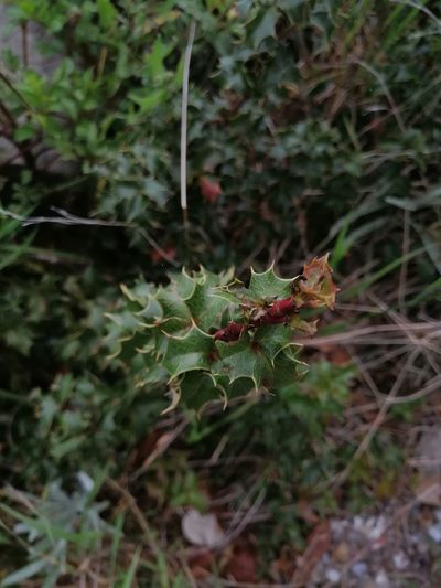 Berberis alpina, photographed by Erick Vélez Sánchez