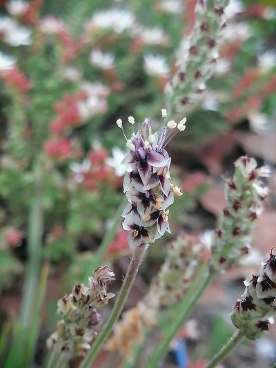 Plantago nivea, photographed by Erick Vélez Sánchez