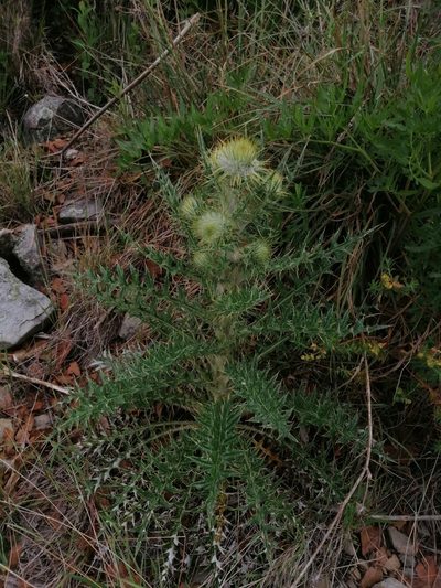 Cirsium zamoranense, photographed by Erick Vélez Sánchez