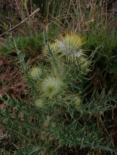 Cirsium zamoranense, photographed by Erick Vélez Sánchez