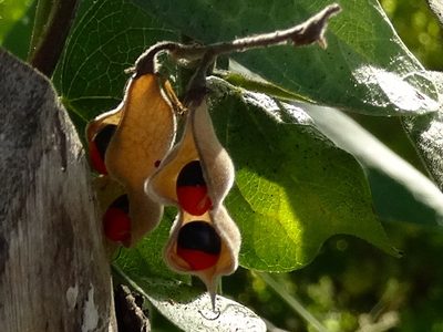 Rhynchosia precatoria, photographed by Francisco Farriols Sarabia