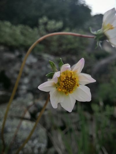 Dahlia merckii, photographed by Erick Vélez Sánchez