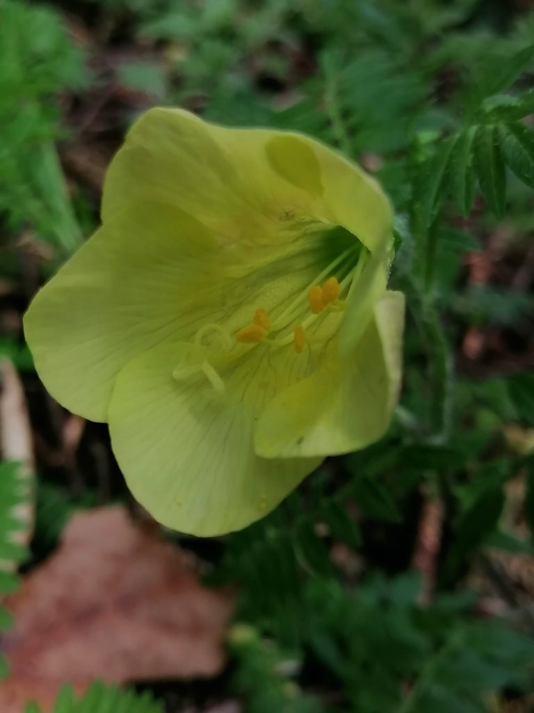 Polemonium grandiflorum, photographed by Erick Vélez Sánchez