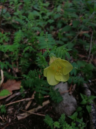 Polemonium grandiflorum, photographed by Erick Vélez Sánchez