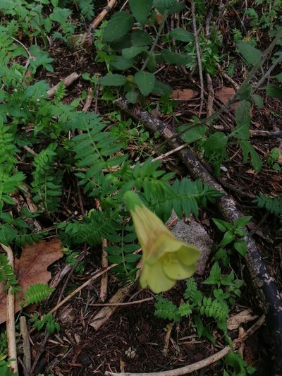 Polemonium grandiflorum, photographed by Erick Vélez Sánchez