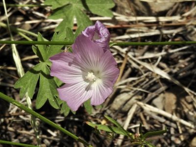 Sidalcea glaucescens, photographed by Frances Oliver