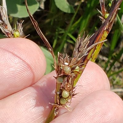 Scleria triglomerata, photographed by Robert Hoard