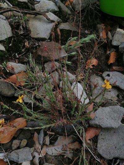 Hypericum silenoides, photographed by Erick Vélez Sánchez