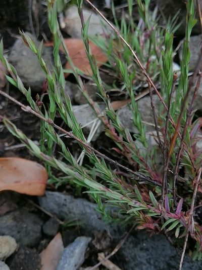 Hypericum silenoides, photographed by Erick Vélez Sánchez