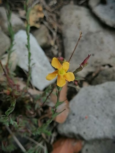 Hypericum silenoides, photographed by Erick Vélez Sánchez