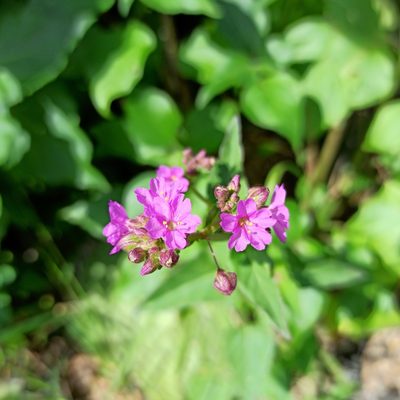 Mirabilis viscosa, photographed by Juan Carlos Fonseca Mata