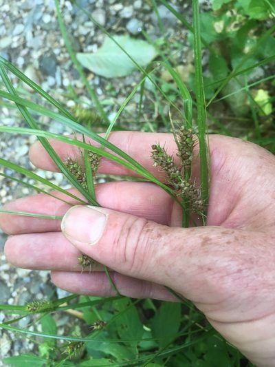 Carex baileyi, photographed by naturalist charlie