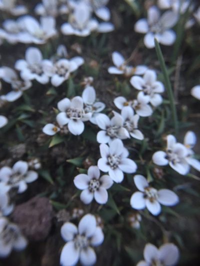Nassauvia aculeata, photographed by karuquebec