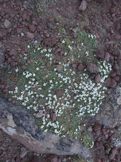 Nassauvia aculeata, photographed by karuquebec
