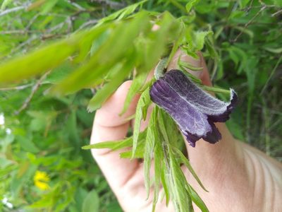 Clematis hirsutissima, photographed by Laura Holloway