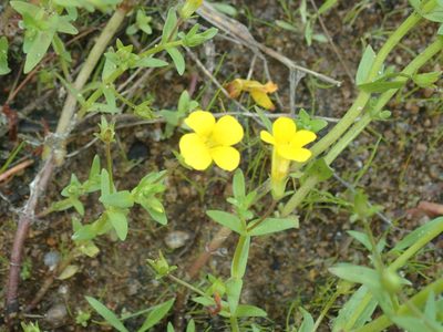 Gratiola lutea, photographed by John Baur