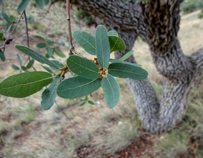 Quercus oblongifolia, photographed by Andrew Tree