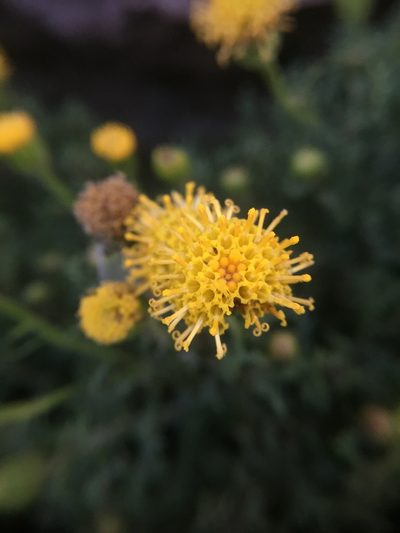 Senecio tricuspidatus, photographed by karuquebec
