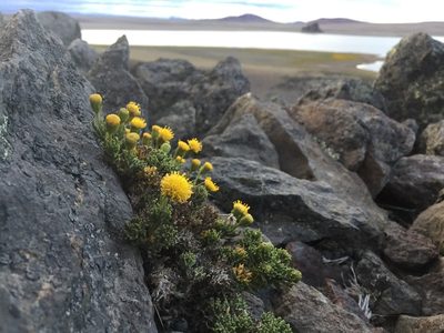 Senecio tricuspidatus, photographed by karuquebec
