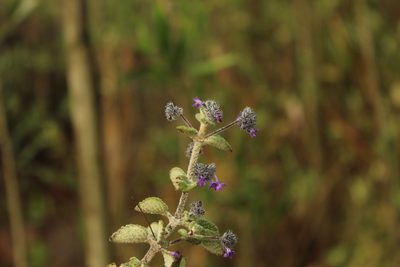 Mesosphaerum perbullatum, photographed by Andrés Ramírez-Barrera