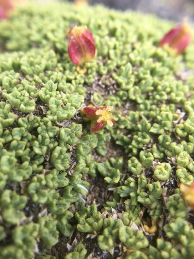 Azorella valentini, photographed by karuquebec