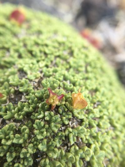 Azorella valentini, photographed by karuquebec
