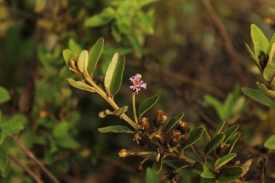 Lepidaploa karstenii, photographed by Andrés Ramírez-Barrera