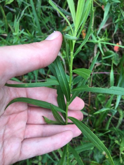 Euthamia scabra, photographed by Jessica
