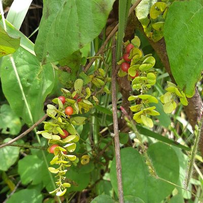Cissampelos pareira, photographed by Arthur de Jesús Chavarría Pérez