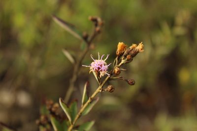 Lepidaploa karstenii, photographed by Andrés Ramírez-Barrera