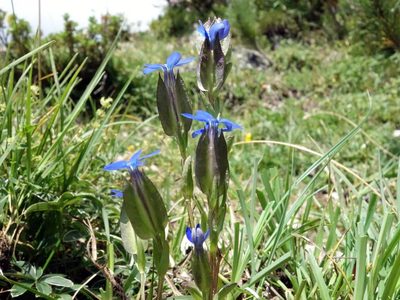 Gentiana utriculosa, photographed by Wolfgang Jauch