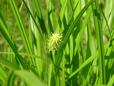 Carex hystericina, photographed by Reuven Martin