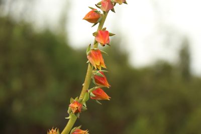 Echeveria bicolor, photographed by Andrés Ramírez-Barrera