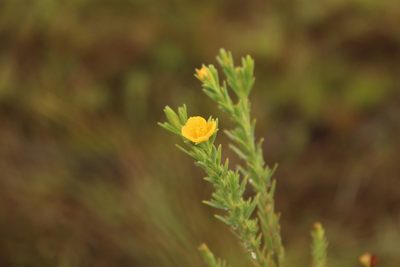 Hypericum humboldtianum, photographed by Andrés Ramírez-Barrera