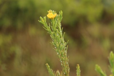 Hypericum humboldtianum, photographed by Andrés Ramírez-Barrera