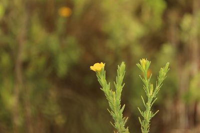 Hypericum humboldtianum, photographed by Andrés Ramírez-Barrera
