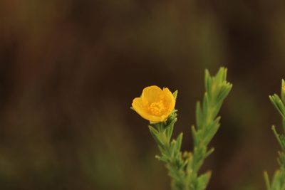 Hypericum humboldtianum, photographed by Andrés Ramírez-Barrera