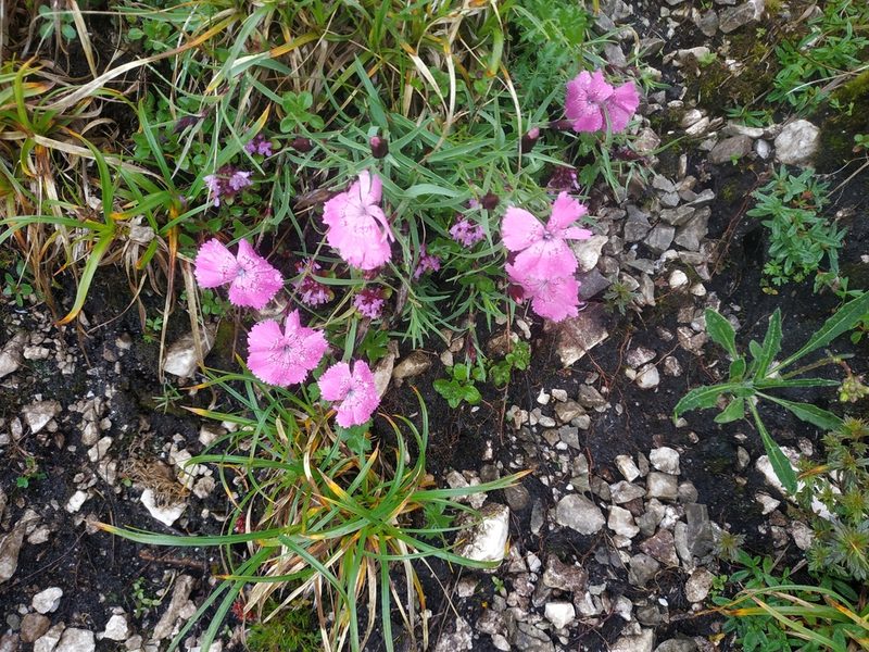 Dianthus callizonus, photographed by xulescu_g