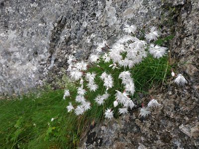 Dianthus spiculifolius, photographed by xulescu_g