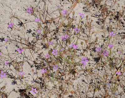 Navarretia leptalea, photographed by Michael Warner