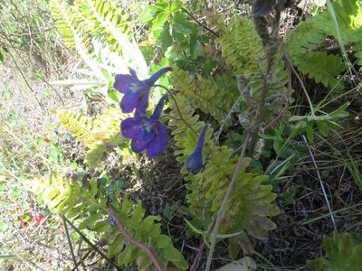 Delphinium hutchinsoniae, photographed by Barbara Banfield