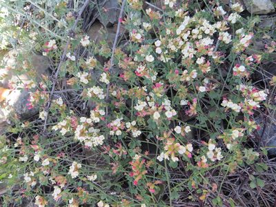 Acmispon cytisoides, photographed by Barbara Banfield
