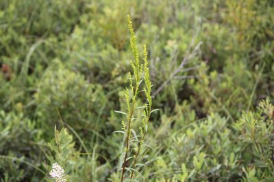Solidago uliginosa, photographed by Quinten Wiegersma