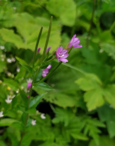 Epilobium alpestre, photographed by carnifex