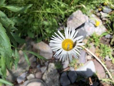 Erigeron coulteri, photographed by Christine Rudman