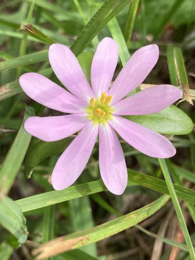 Sabatia capitata, photographed by Hill Craddock
