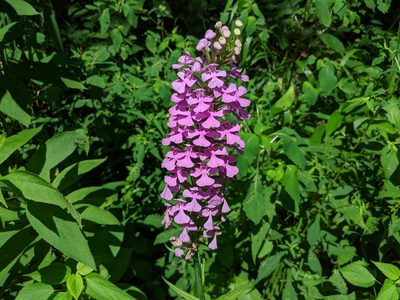 Platanthera peramoena, photographed by Elias